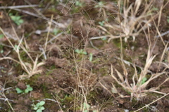 Panicum philadelphicum philadelphicum