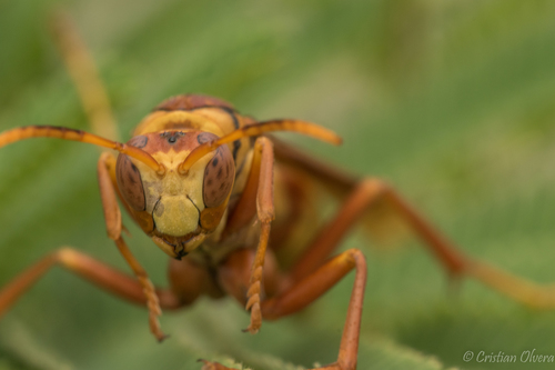 Horse Paper Wasp