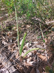 Thelymitra macrophylla