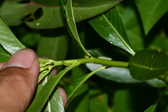 Ludwigia taiwanensis