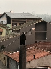 Penelope obscura