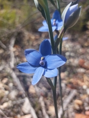 Thelymitra crinita