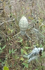 Argiope