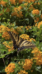 Papilio rutulus