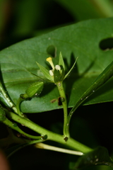 Ludwigia taiwanensis