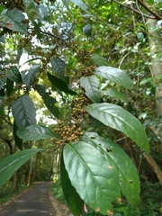 Maesa perlaria formosana