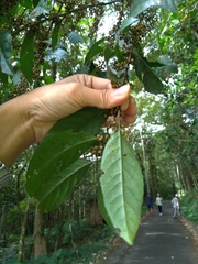 Maesa perlaria formosana