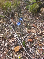 Thelymitra crinita