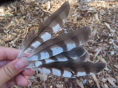 Accipiter
