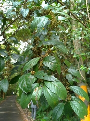 Maesa perlaria formosana