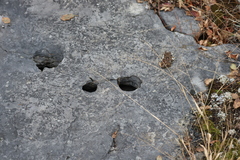 Panicum philadelphicum philadelphicum