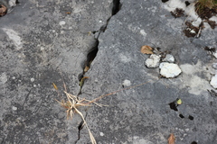Panicum philadelphicum philadelphicum