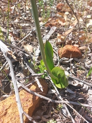 Thelymitra crinita