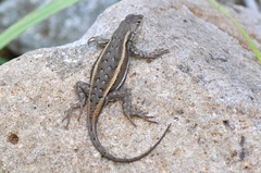 Sceloporus virgatus