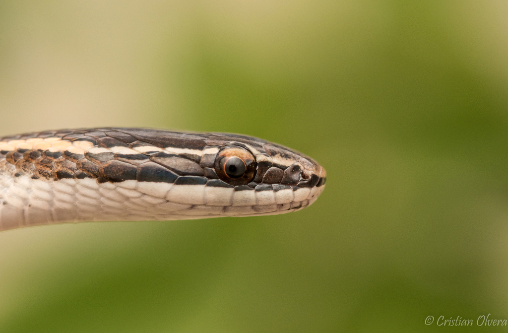 Culebra café en agosto 2018 por Cristian Olvera · NaturaLista Mexico