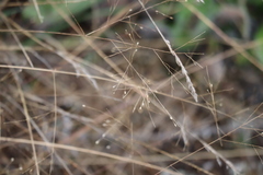 Panicum philadelphicum philadelphicum