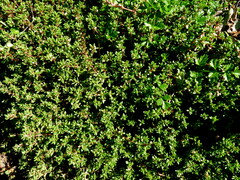 Crassula moschata