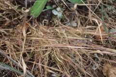 Panicum philadelphicum philadelphicum