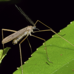 Amphineurus insulsus