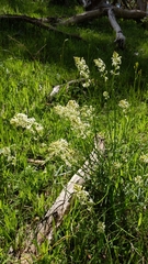 Stackhousia monogyna