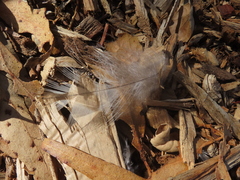 Accipiter