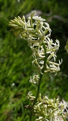 Stackhousia monogyna