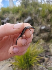 Acritoscincus platynotus