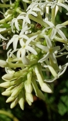 Stackhousia monogyna