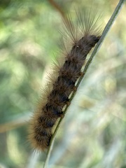 Phragmatobia
