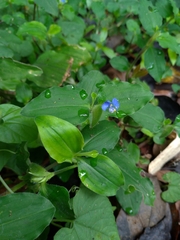 Commelina benghalensis