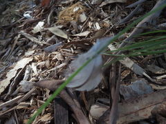 Accipiter