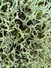 Cladonia subtenuis