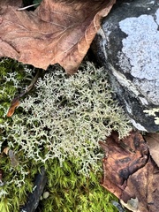 Cladonia subtenuis