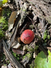 Russula