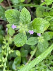 Clinopodium chinense