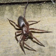 Hypodrassodes maoricus