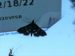 Diathrausta harlequinalis
