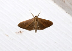 Herpetogramma phaeopteralis