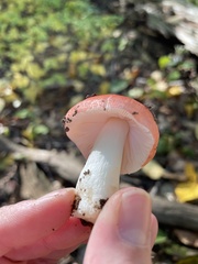 Russula