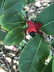 Ochna thomasiana