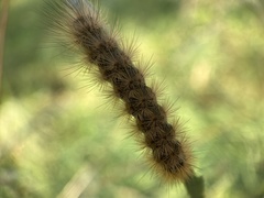 Phragmatobia