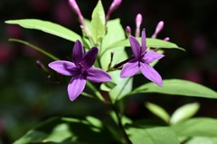 Pseuderanthemum laxiflorum