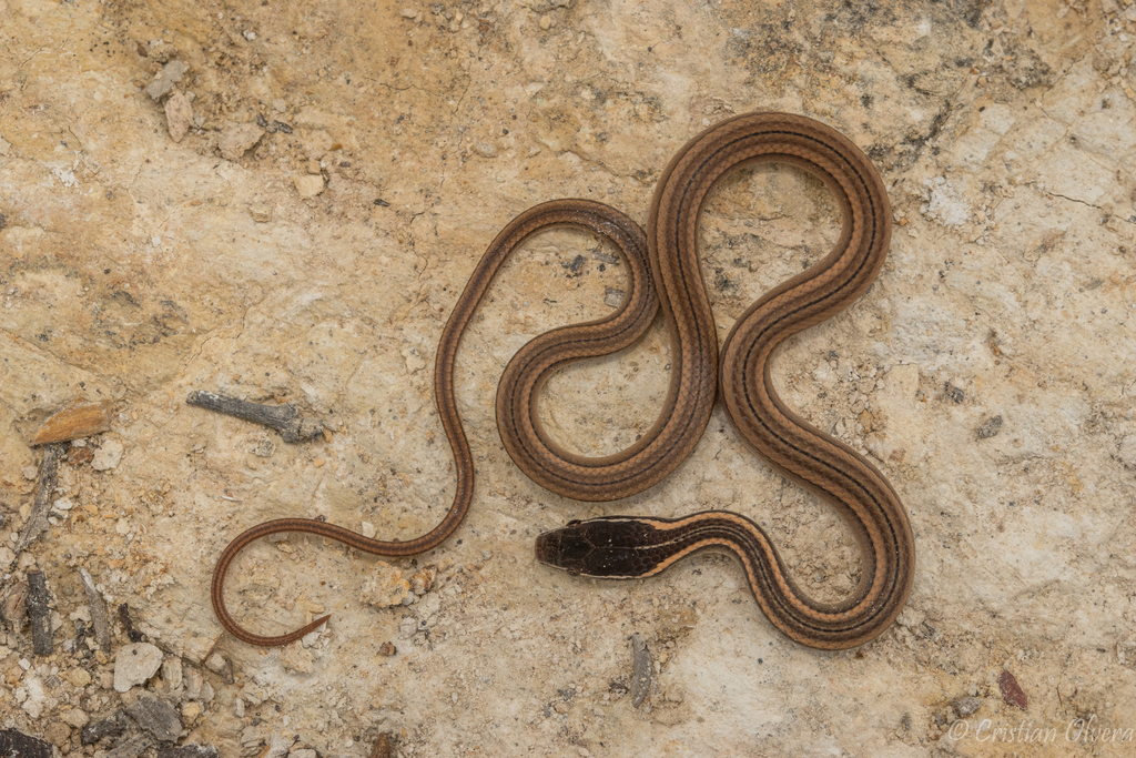 Gaige's Pine Forest Snake