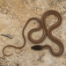 Gaige's Pine Forest Snake - Photo (c) Cristian Olvera, some rights reserved (CC BY-NC-ND), uploaded by Cristian Olvera