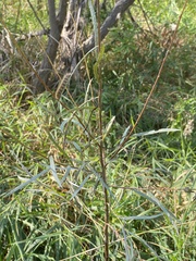 Phragmatobia