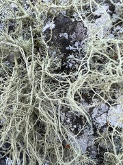 Ramalina intermedia