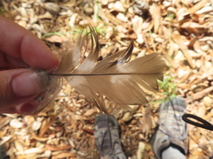 Accipiter