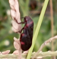 Prosapia