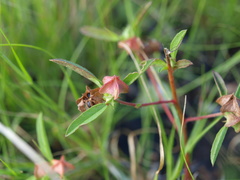 Malvastrum hispidum