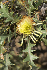 Banksia armata